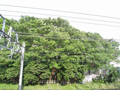 ミリアビタＮＯ．１０ 212の写真